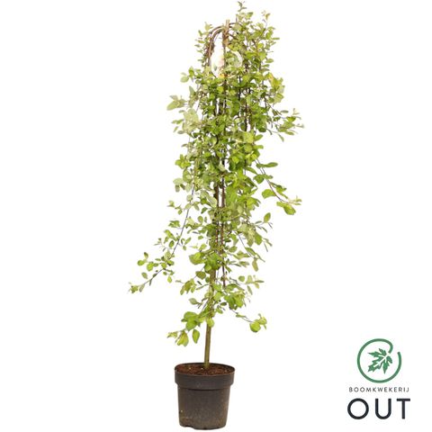 Ива caprea 'Килмарнок'