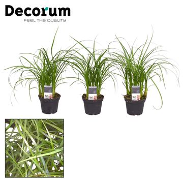 Beaucarnea recurvata