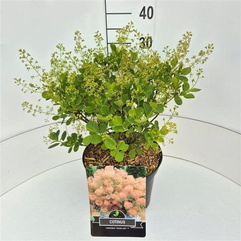 Cotinus coggygria 'Young Lady'