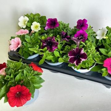Petunia POTUNIA MIX