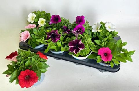 Petunia POTUNIA MIX