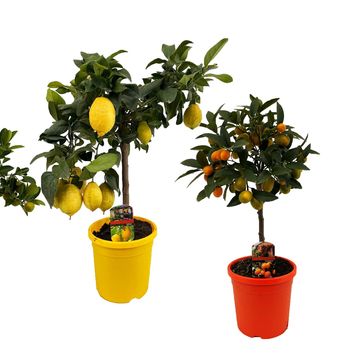 Citrus MIX Citrus MIX