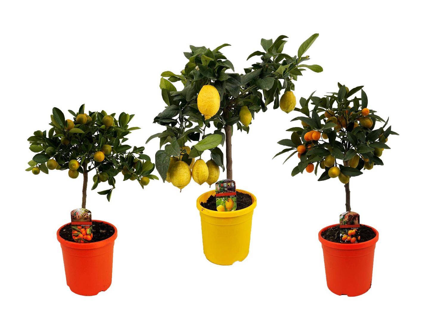 citrus-mix-plant-wholesale-floraccess