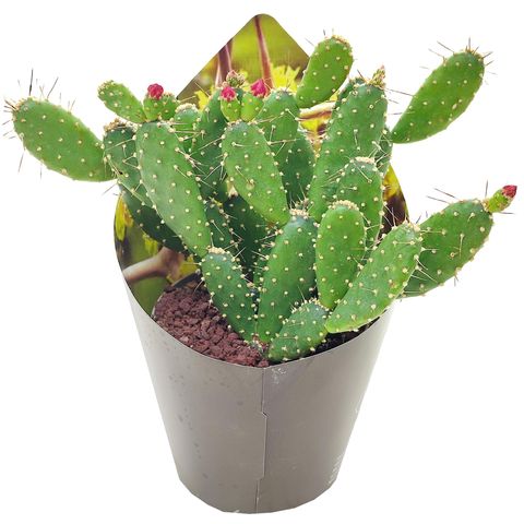 Opuntia quitensis