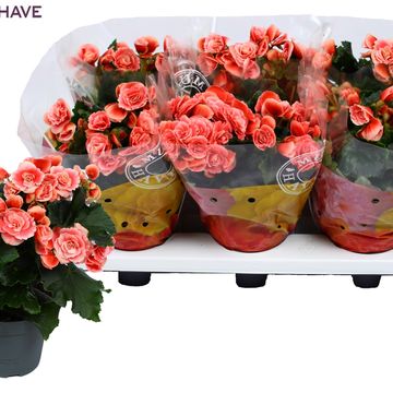 Begonia BORIAS