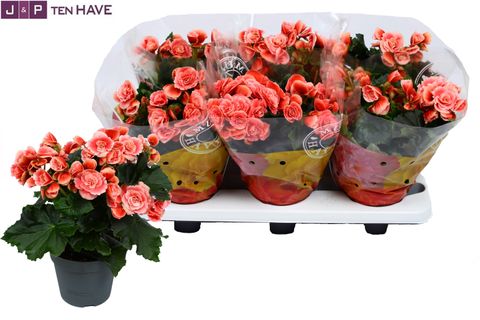 Begonia BORIAS