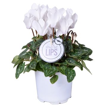 Cyclamen persicum SUPER SERIE S ALLURE WHITE