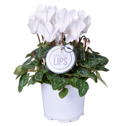 Cyclamen persicum SUPER SERIE S ALLURE WHITE