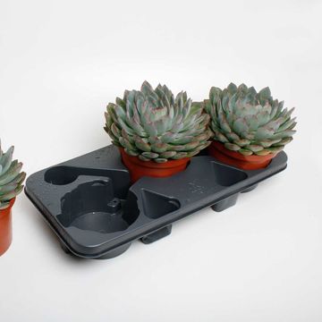 Echeveria 'Pelusida'