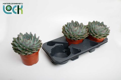 Echeveria 'Pelusida'