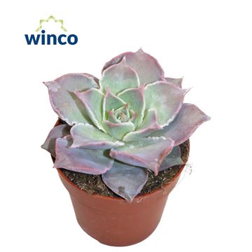 Echeveria 'Madiba'