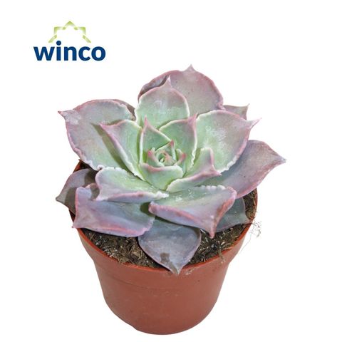 Echeveria 'Madiba'