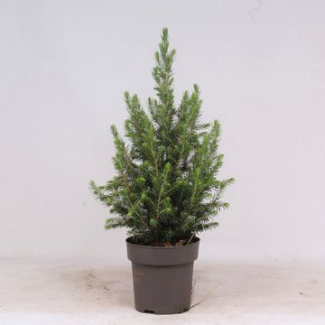 Picea glauca PERFECTA