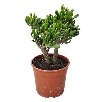 Crassula ovata 'Gollum'