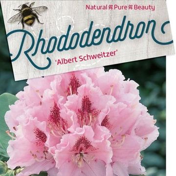 Rhododendron 'Albert Schweitzer'