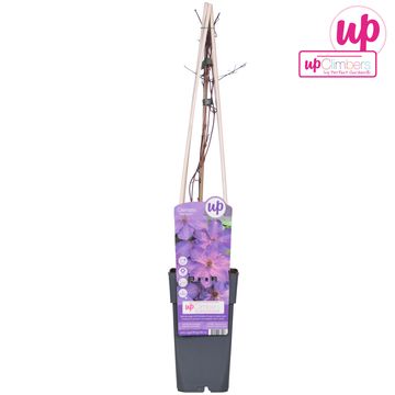 Clematis 'Elsa Späth'