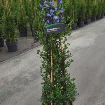 Ceanothus thyrsiflorus 'Skylark'