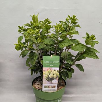 Hydrangea paniculata GARDENLIGHTS GREENLIGHT