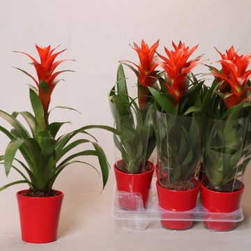 Guzmania 'Ostara'