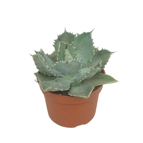 Agave potatorum