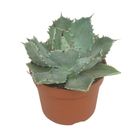 Agave potatorum