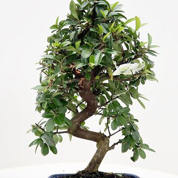 Pyracantha angustifolia