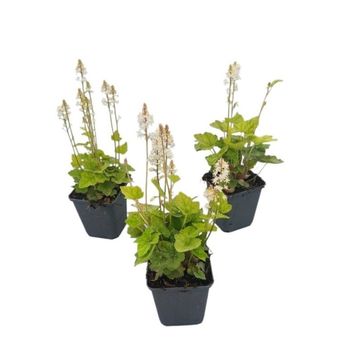 Tiarella wherryi