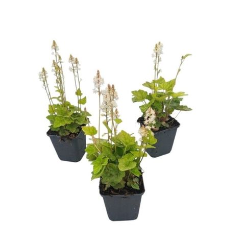 Tiarella wherryi