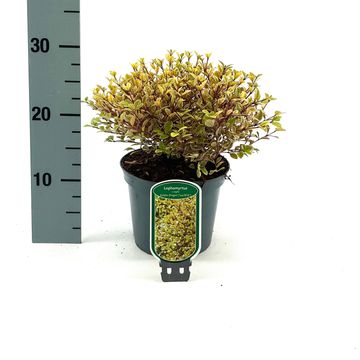 Lophomyrtus x ralphii GOLDEN DRAGON