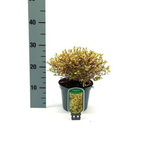 Lophomyrtus x ralphii GOLDEN DRAGON