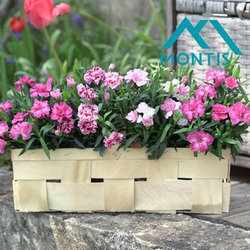 Диантус OSCAR PINK AND PURPLE