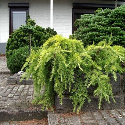 Cedrus deodara 'Golden Horizon'
