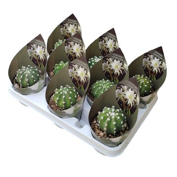 Echinopsis subdenudata