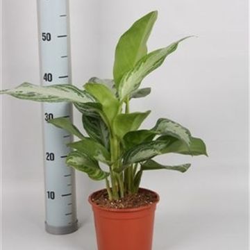 Aglaonema 'Silver Bay'