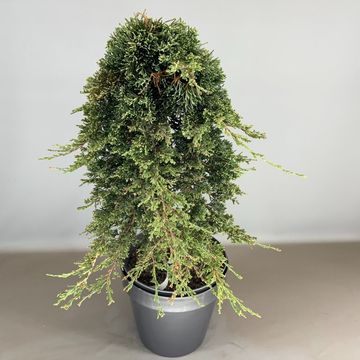 Juniperus horizontalis ICEE BLUE