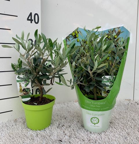 Olea europaea