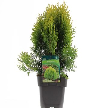 Platycladus orientalis 'Aurea Nana'
