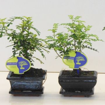 Zanthoxylum piperitum