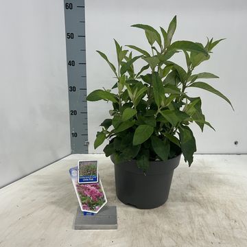 Buddleja davidii BUTTERFLY CANDY LITTLE PINK