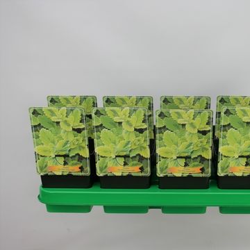 Nepeta 'Six Hills Gold'