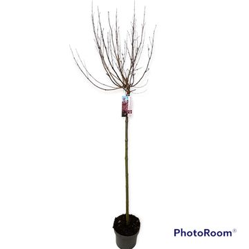 Syringa BLOOMERANG PINK PERFUME