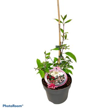 Viburnum plicatum KILIMANDJARO SUNRISE