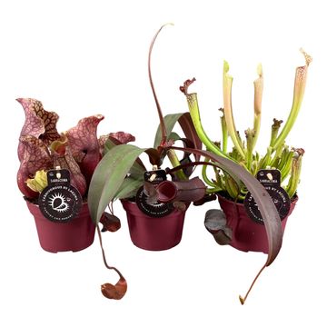 Carnivorous plants MIX