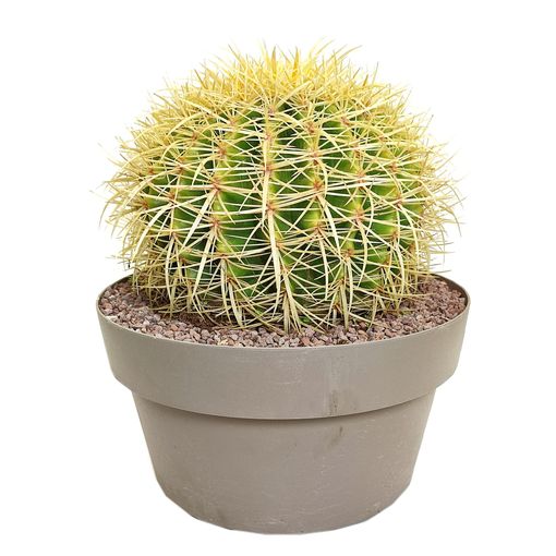 Echinocactus grusonii