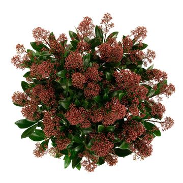 Skimmia japonica 'Rubella'