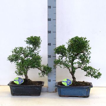 Ilex crenata
