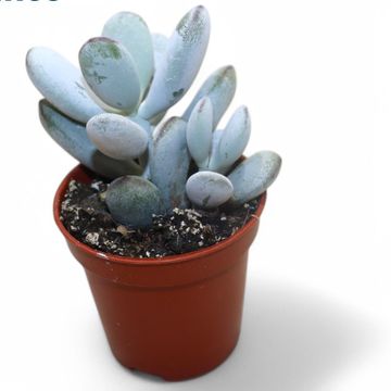 Cotyledon orbiculata 'Higginsiae'