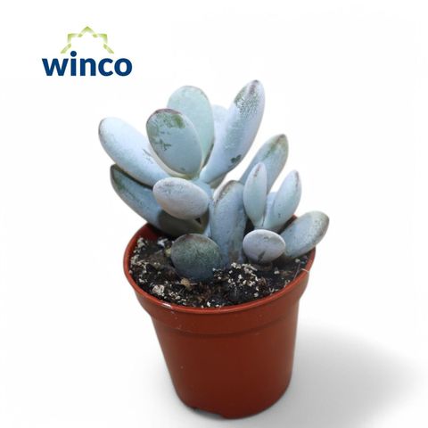 Cotyledon orbiculata 'Higginsiae'