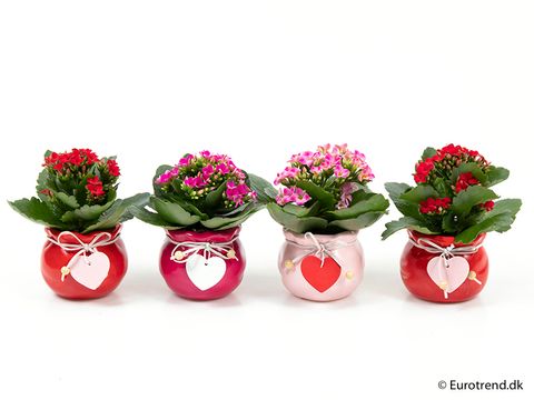 Kalanchoe blossfeldiana MIX