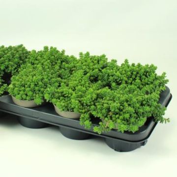 Sedum album 'Athoum'